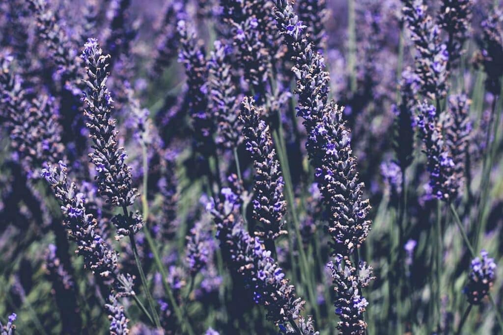 Beneficios del aceite de CBD para la desintoxicación img3