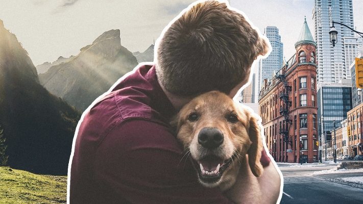 CBD para mascotas una guía para principiantes